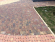 Тротуарная плитка Braer старый город Венусбергер Color Mix Мальва толщина 40