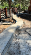 Тротуарная плитка Braer Ландхаус Color Mix Песчанник толщина 60